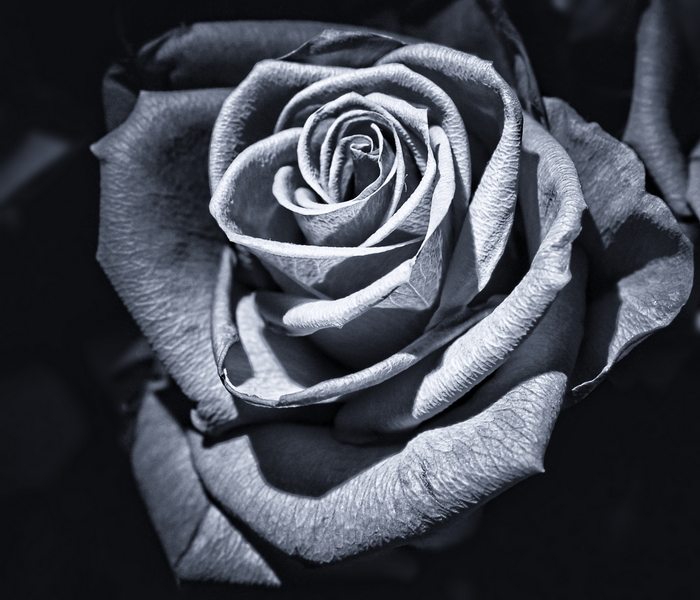 black and white photography roses. August, lack and white,